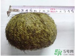 羊?qū)毷鞘裁?？羊?qū)殲槭裁催@么貴？