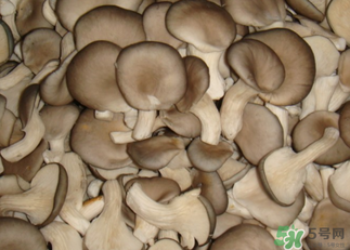 吃平菇有什么好處？平菇怎么做好吃？