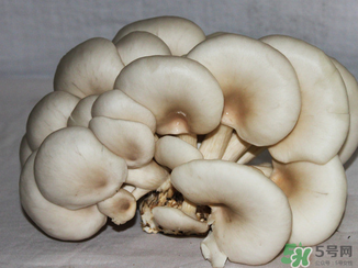 吃平菇有什么好處？平菇怎么做好吃？
