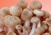 草菇可以放冰箱嗎？草菇放冰箱還能吃嗎？