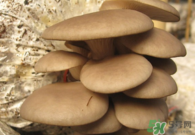 吃平菇會中毒嗎？平菇吃了會中毒嗎？