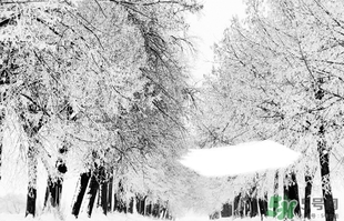 小雪喝什么茶？小雪茶品推薦