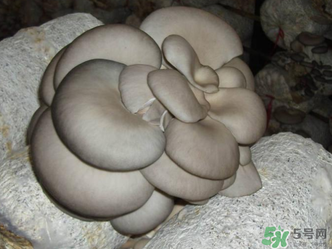 平菇是什么樣子？平菇是怎么長出來的？
