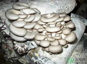 平菇是什么樣子？平菇是怎么長出來的？