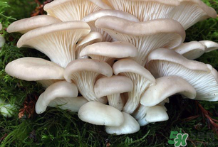 坐月子能吃平菇嗎？坐月子能不能吃平菇？
