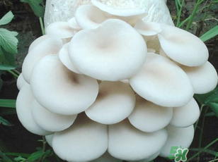 坐月子能吃平菇嗎？坐月子能不能吃平菇？