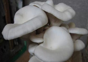 坐月子能吃平菇嗎？坐月子能不能吃平菇？