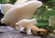 孕婦可以吃平菇嗎？孕婦吃平菇有什么好處？