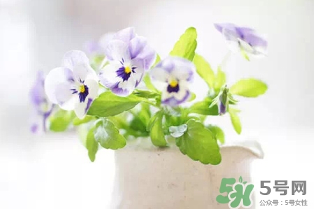 冬天陽臺種什么植物好？冬天種什么植物好養(yǎng)活？