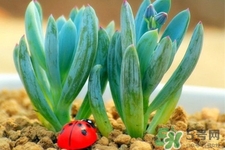 冬天陽臺種什么植物好？冬天種什么植物好養(yǎng)活？