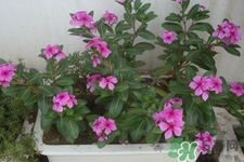 冬天陽臺種什么植物好？冬天種什么植物好養(yǎng)活？