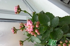 冬天陽臺種什么植物好？冬天種什么植物好養(yǎng)活？