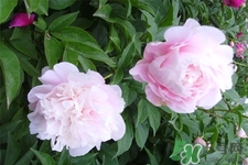 冬天種什么花好?冬天種什么花好養(yǎng)活? 冬天種什么花好?冬天種什么花好養(yǎng)活?