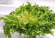 苦菊可以減肥嗎？苦菊怎么吃可以減肥？