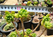 冬天陽(yáng)臺(tái)種什么植物好？冬天種什么植物好養(yǎng)活？