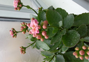 冬天種什么花好？冬天種什么花好養(yǎng)活？