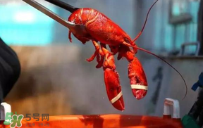 冬天有小龍蝦嗎？冬天吃小龍蝦好嗎？