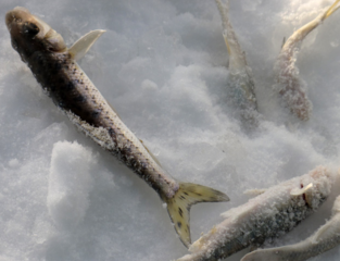 冬天怎么釣魚？冬天怎么釣鯽魚？