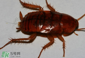 冬天有蟑螂嗎？蟑螂冬天還有嗎？