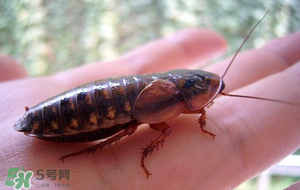 冬天有蟑螂嗎？蟑螂冬天還有嗎？
