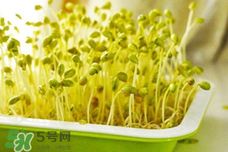 冬天可以發(fā)豆芽嗎？冬天怎樣發(fā)黃豆芽？