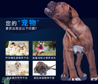 狗狗營養(yǎng)膏一天吃幾次？狗狗營養(yǎng)膏一天喂多少？