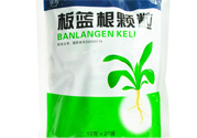 冬天喝板藍(lán)根好嗎？板藍(lán)根的功效與作用