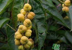 巴豆可以治療便秘嗎？便秘可以吃巴豆嗎？