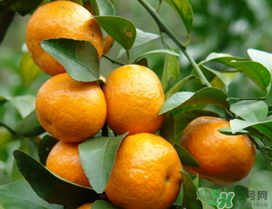 小橘子上火嗎？小橘子吃多了會上火嗎？