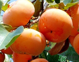 一天可以吃幾個(gè)柿子？柿子每天可以吃幾個(gè)？
