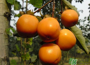 一天可以吃幾個(gè)柿子？柿子每天可以吃幾個(gè)？