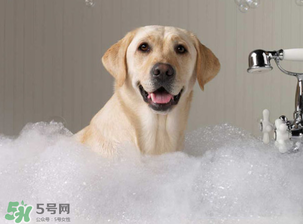 冬天狗狗多久洗一次澡？狗狗冬天久洗一次澡？