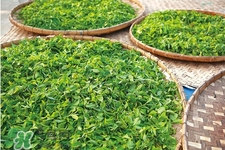 冬天濕氣重喝什么茶？濕氣重應(yīng)該喝這7款茶