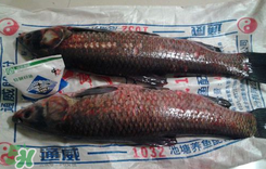 新鮮魚怎么腌制咸魚塊？咸魚塊怎么腌制