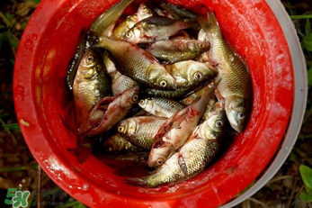 腌魚(yú)用什么容器？腌魚(yú)用什么裝？