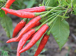 辣椒變紅能吃嗎？辣椒為什么會變紅？
