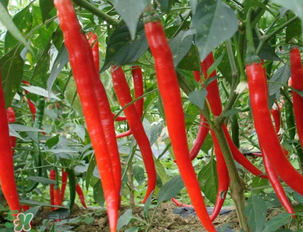 辣椒變紅能吃嗎？辣椒為什么會變紅？