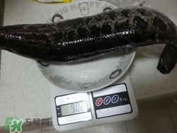 一斤魚可以做多少魚丸？一斤魚可以做幾個魚丸？