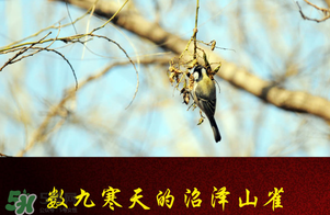 2017年三九四九是什么時(shí)候？2017年四九是哪天？