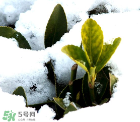 小寒是幾九？2017年小寒是幾九？