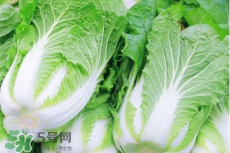 2017過年白菜會漲價嗎？2017年春節(jié)白菜價格預(yù)測