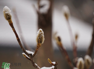 七九是哪一天？2017年七九是哪天？