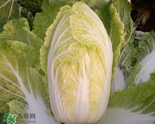 白菜葉子上的小黑點是什么？白菜葉子上有黑點能吃嗎？