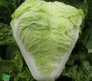 白菜葉子上的小黑點是什么？白菜葉子上有黑點能吃嗎？