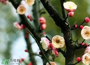 正月是臘月嗎？正月和臘月是幾月？