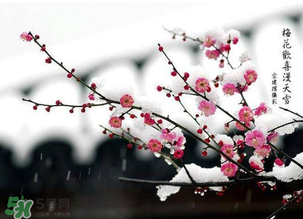 梅花可以放臥室嗎？梅花放在臥室風(fēng)水好嗎？