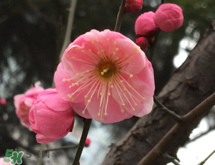 梅花可以放臥室嗎？梅花放在臥室風(fēng)水好嗎？