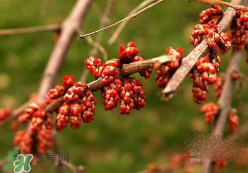 高血脂泡腳用什么藥好？高血脂用什么藥泡腳？