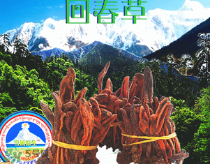 回春草多少錢一斤？回春草多少錢一克？