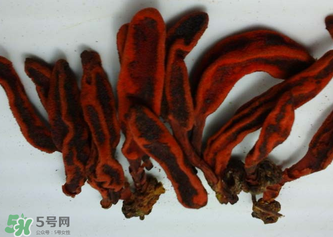 回春草有什么功效？回春草的功效與作用 
